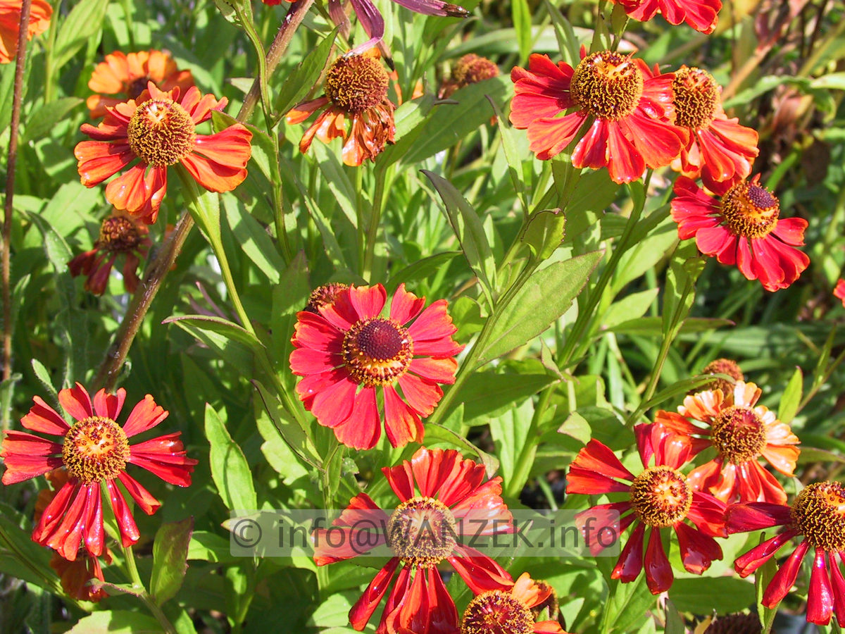 Helenium Hybride Rubinzwerg 1.JPG